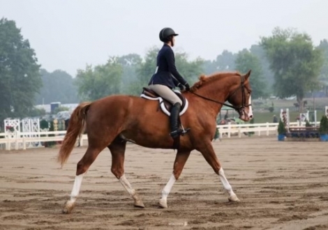 HorseID: 2279515 Chantilly Heir - PhotoID: 1053798