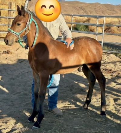 HorseID: 2279542 Friesian Appaloosa cross - PhotoID: 1053826