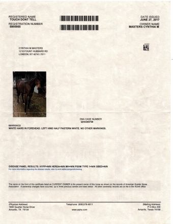 HorseID: 2279550 TOUCH DON'T TELL - PhotoID: 1053834