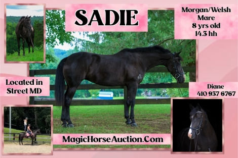 HorseID: 2279578 Sadie* - PhotoID: 1053868