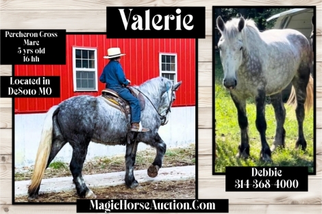 HorseID: 2279582 Valerie - PhotoID: 1053875