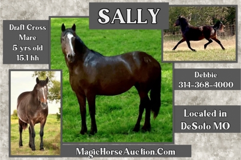 HorseID: 2279583 *Sally* - PhotoID: 1053876