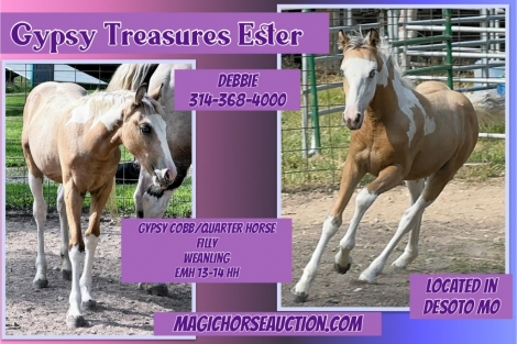 HorseID: 2279586 Gypsy Treasures Ester - PhotoID: 1053877