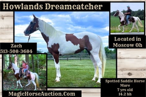 HorseID: 2279594 Howlands Dream Catcher - PhotoID: 1053880