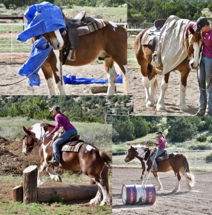 HorseID: 2279607 Sampson - PhotoID: 1053973