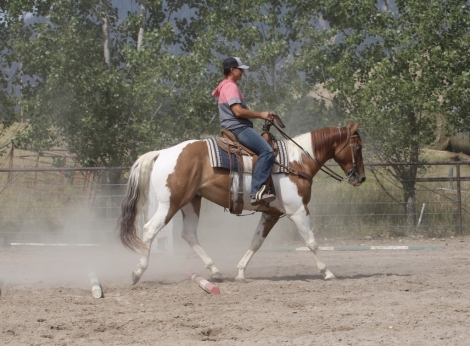 HorseID: 2279608 TUESDAYS DUN PLAYING - PhotoID: 1053903