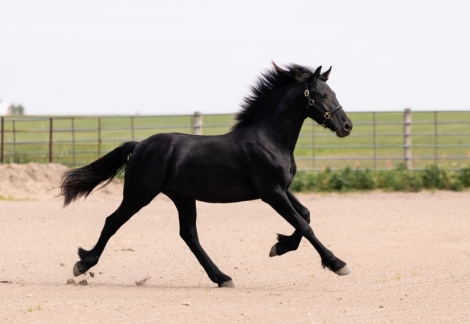 HorseID: 2279624 Donder - PhotoID: 1053915