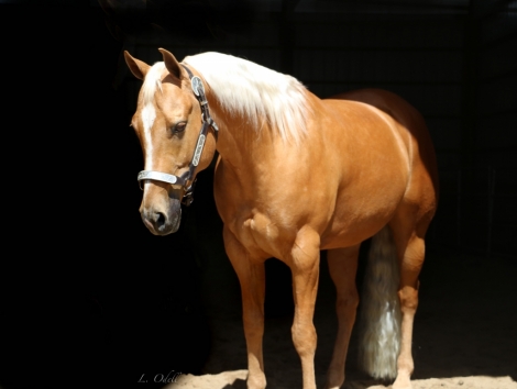 HorseID: 2279625 LACYS FRECKLES FROST - PhotoID: 1053919