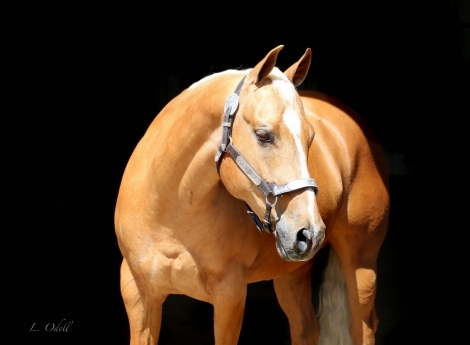 HorseID: 2279625 LACYS FRECKLES FROST - PhotoID: 1053920