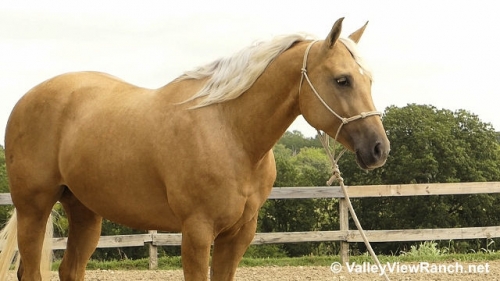 HorseID: 2279642 Frosted and Blonde - PhotoID: 1053935