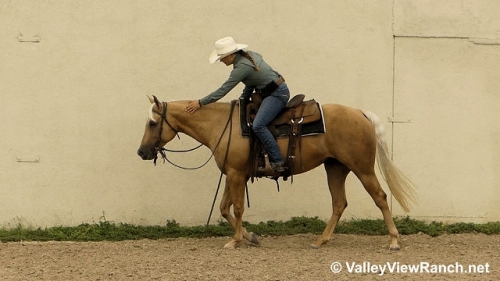 HorseID: 2279642 Frosted and Blonde - PhotoID: 1053936