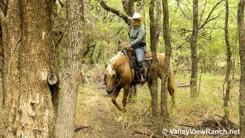 HorseID: 2279642 Frosted and Blonde - PhotoID: 1053938