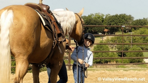 HorseID: 2279642 Frosted and Blonde - PhotoID: 1053940