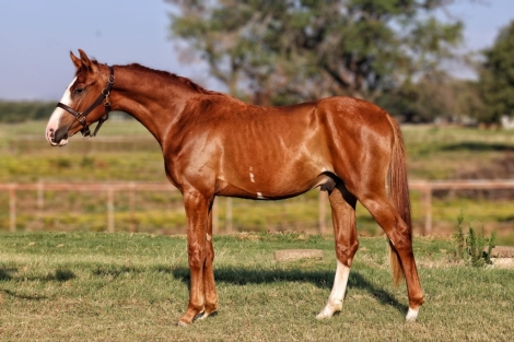 HorseID: 2279649 Sky Colt - PhotoID: 1055215