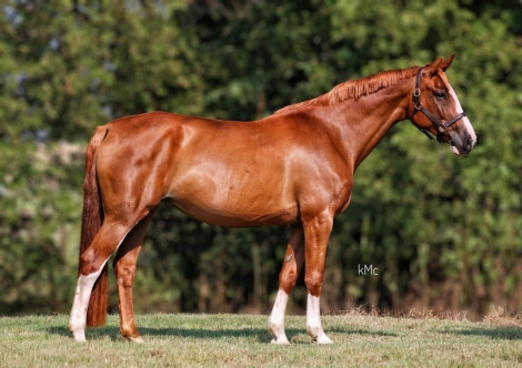 HorseID: 2279649 Sky Colt - PhotoID: 1055217