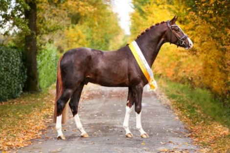 HorseID: 2279649 Sky Colt - PhotoID: 1055218