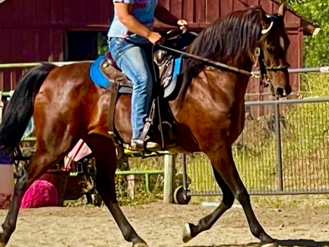 Ps Set Fire To The Rain, Bay American Saddlebred Mare, Stunning ...