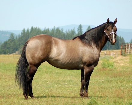 HorseID: 2279693 Mya Fancy Chex - PhotoID: 1053966