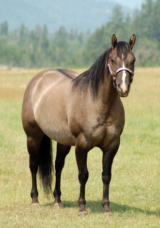 HorseID: 2279693 Mya Fancy Chex - PhotoID: 1053967