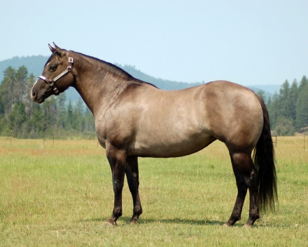 HorseID: 2279693 Mya Fancy Chex - PhotoID: 1053968