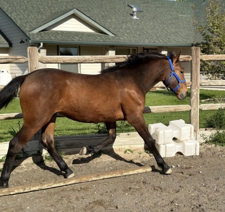 HorseID: 2279699 Alaric DTDF - PhotoID: 1054363