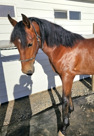 HorseID: 2279699 Alaric DTDF - PhotoID: 1054366