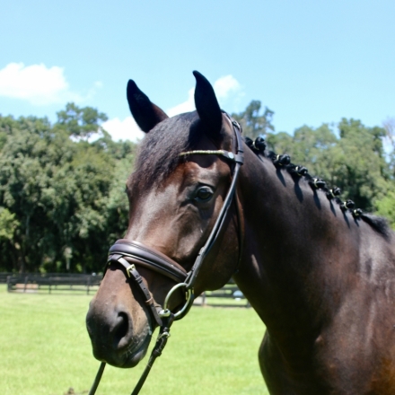 HorseID: 2279701 Rudi - PhotoID: 1053995