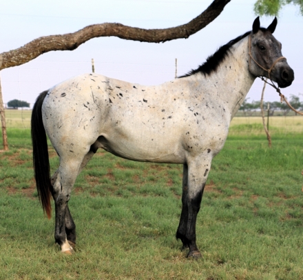 HorseID: 2279709 MT Leo Blue Spirit - PhotoID: 1054011