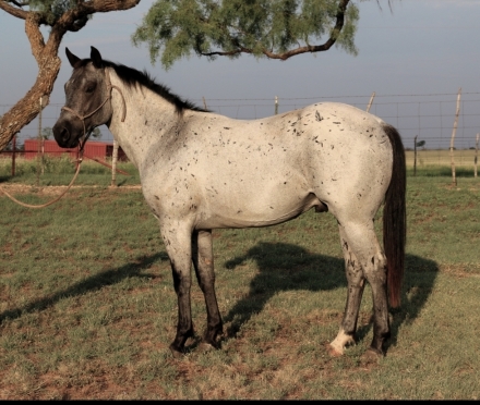 HorseID: 2279709 MT Leo Blue Spirit - PhotoID: 1054012