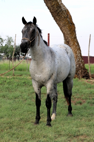 HorseID: 2279709 MT Leo Blue Spirit - PhotoID: 1054014