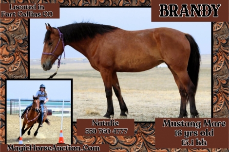 HorseID: 2279711 Brandy - PhotoID: 1054016