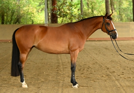 HorseID: 2279720 Satine DSF - PhotoID: 1054032