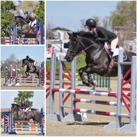 HorseID: 2279735 Black 15.3 2011 Trakehner Gelding Phlex - PhotoID: 1054603