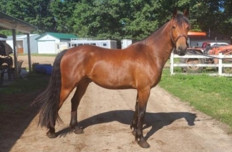 HorseID: 2279742 Starfires Mercury - PhotoID: 1054050