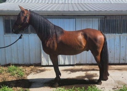 HorseID: 2279742 Starfires Mercury - PhotoID: 1054052