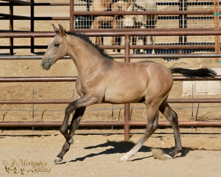 HorseID: 2279744 Loki - PhotoID: 1054060