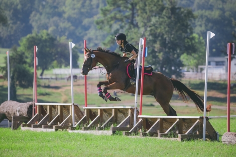 HorseID: 2279752 SWEET BRAVE OTTB GELDING - PhotoID: 1054071