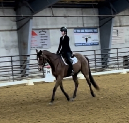 HorseID: 2279752 SWEET BRAVE OTTB GELDING - PhotoID: 1054073