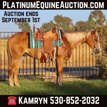 HorseID: 2279771 The Golden Boy KW - PhotoID: 1054177