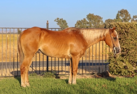 HorseID: 2279771 The Golden Boy KW - PhotoID: 1054178