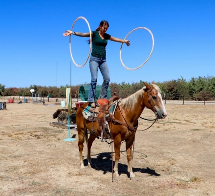 HorseID: 2279771 The Golden Boy KW - PhotoID: 1054180