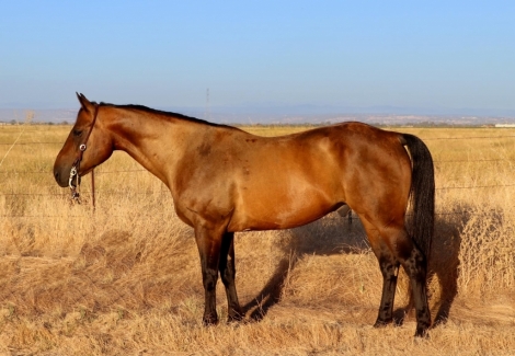 HorseID: 2279789 Bacon KW - PhotoID: 1054138