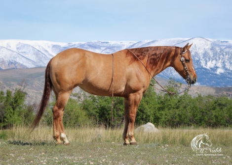 HorseID: 2279791 PS Smoken Ice - PhotoID: 1054103