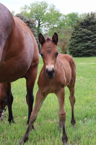 HorseID: 2279806 Pending 2024 Colt - PhotoID: 1054120