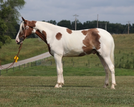 HorseID: 2279828 Scout TP - PhotoID: 1054208