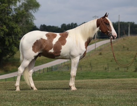 HorseID: 2279828 Scout TP - PhotoID: 1054209