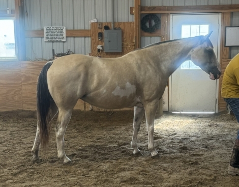 HorseID: 2279832 Freckled ArrowLena - PhotoID: 1054218