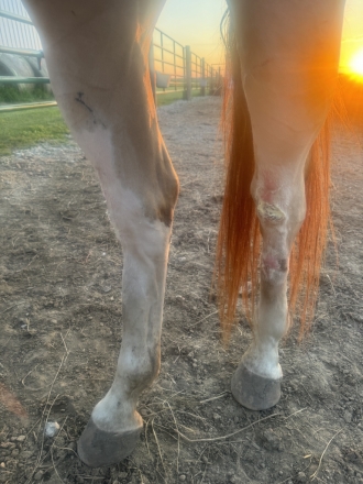 HorseID: 2279832 Freckled ArrowLena - PhotoID: 1054220