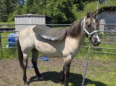 HorseID: 2279870 Waylon - PhotoID: 1054281