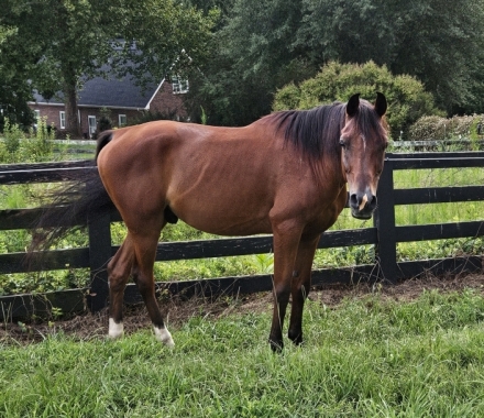 Goose, Bay Arabian Gelding, Great prospect Wonderful Companion in South ...